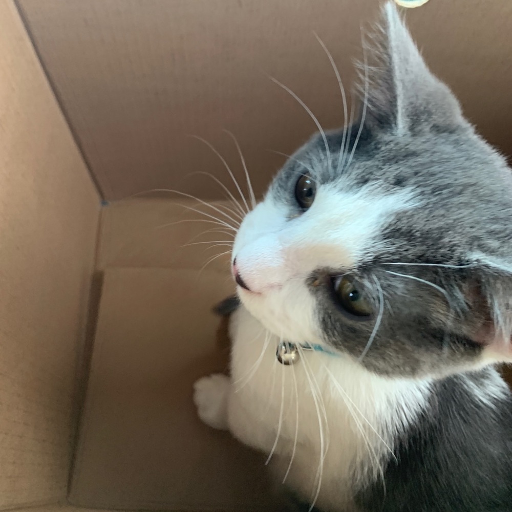 Meet your Posher, Missa